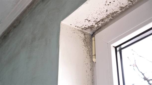 Best Black Mold Removal  in Bethlehem, WV