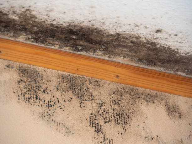 Best Mold Damage Restoration  in Bethlehem, WV